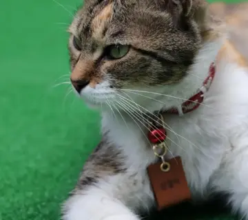 Drengenavne med V: Se de flotte navne her