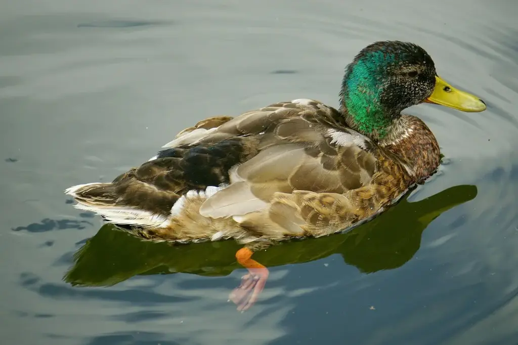 Elendig Krydsord Hjælp