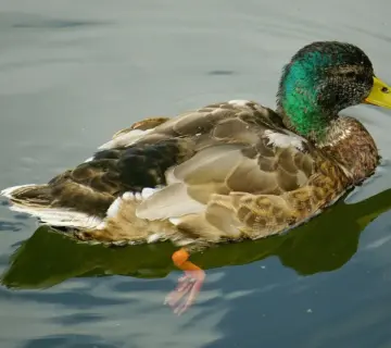 Elendig Krydsord Hjælp