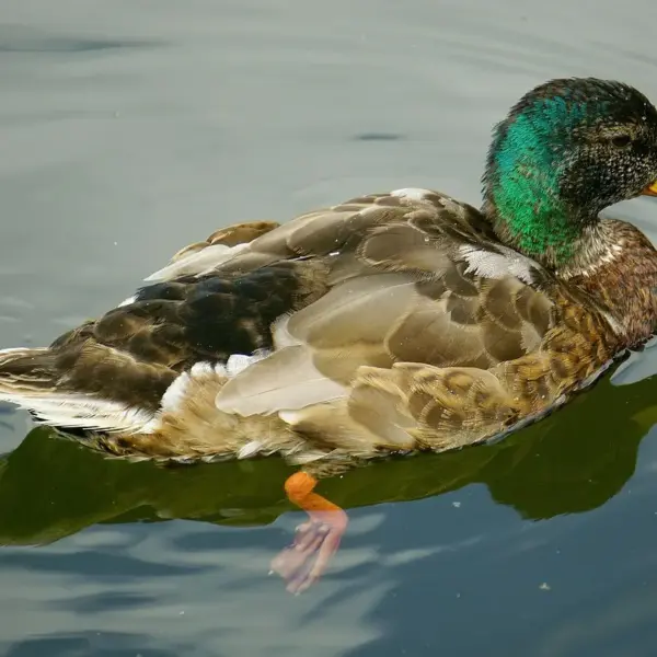 Elendig Krydsord Hjælp