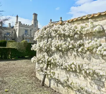Espalier med æbletræer langs et hegn i en smal rækkehushave