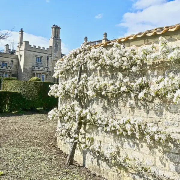 Espalier med æbletræer langs et hegn i en smal rækkehushave