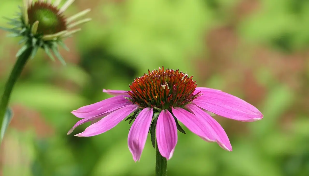 Farveplan til sensommerhaven: nuancer af lilla, kobber og hvid