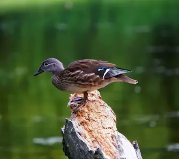 Gejstlig   Løsningsforslag til krydsord