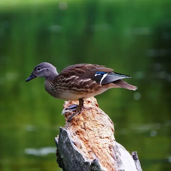 Gejstlig   Løsningsforslag til krydsord