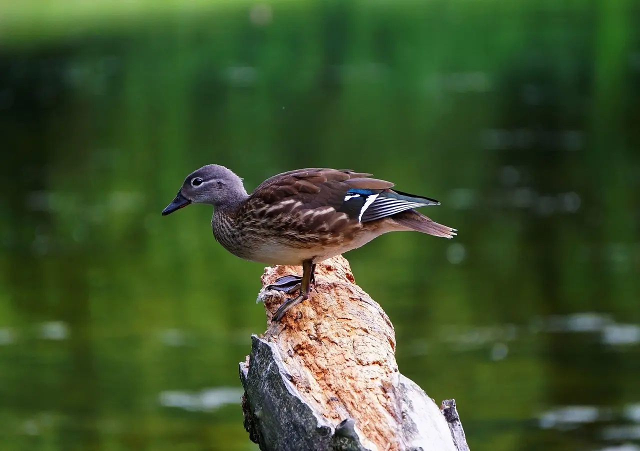 Gejstlig   Løsningsforslag til krydsord