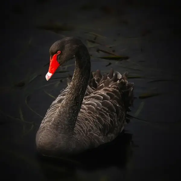 Hvad betyder svanemærket? Sådan spotter du ægte grønne produkter