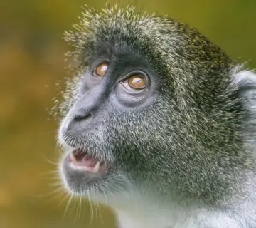 Hvad er stentøj? Fra ler til bord   hemmelighederne bag robust, smuk keramik