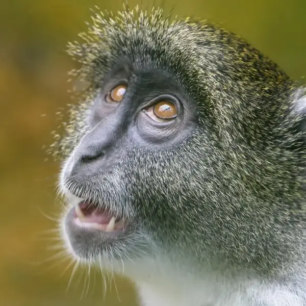 Hvad er stentøj? Fra ler til bord   hemmelighederne bag robust, smuk keramik