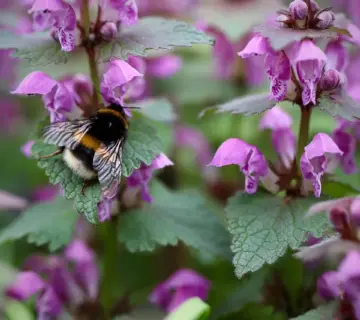 Hvilke insektvenlige buske blomstrer i april og maj?