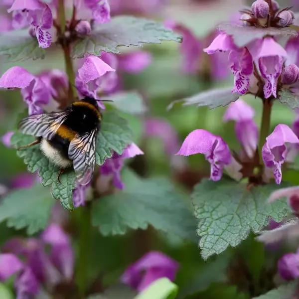 Hvilke insektvenlige buske blomstrer i april og maj?