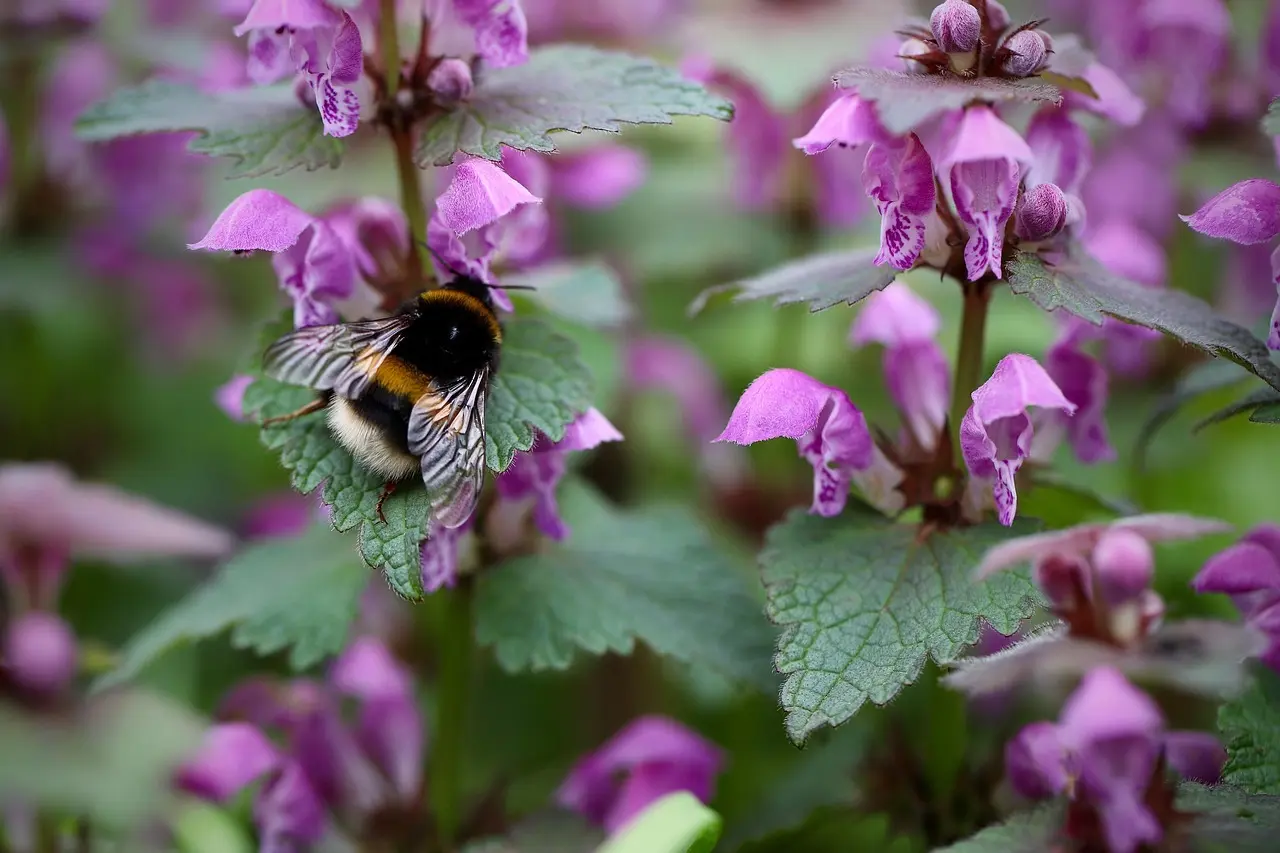Hvilke insektvenlige buske blomstrer i april og maj?