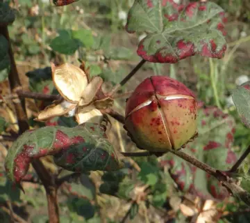 Hvor kommer bomuld fra? Rejsen fra mark til mode
