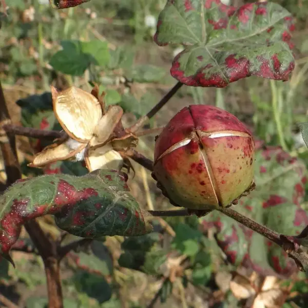 Hvor kommer bomuld fra? Rejsen fra mark til mode