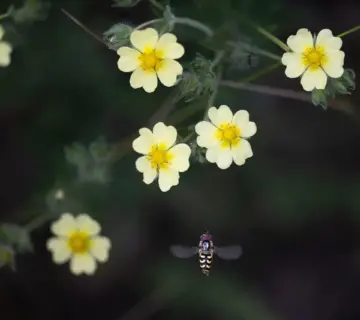 Hvordan laver man et svirrefluebed i en solrig forhave?