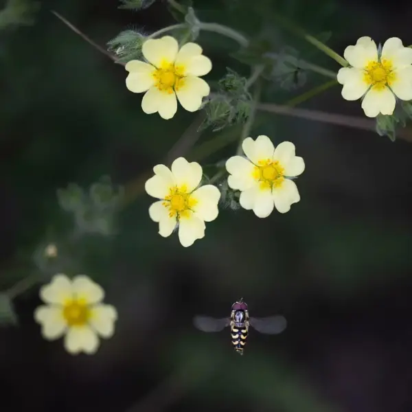 Hvordan laver man et svirrefluebed i en solrig forhave?