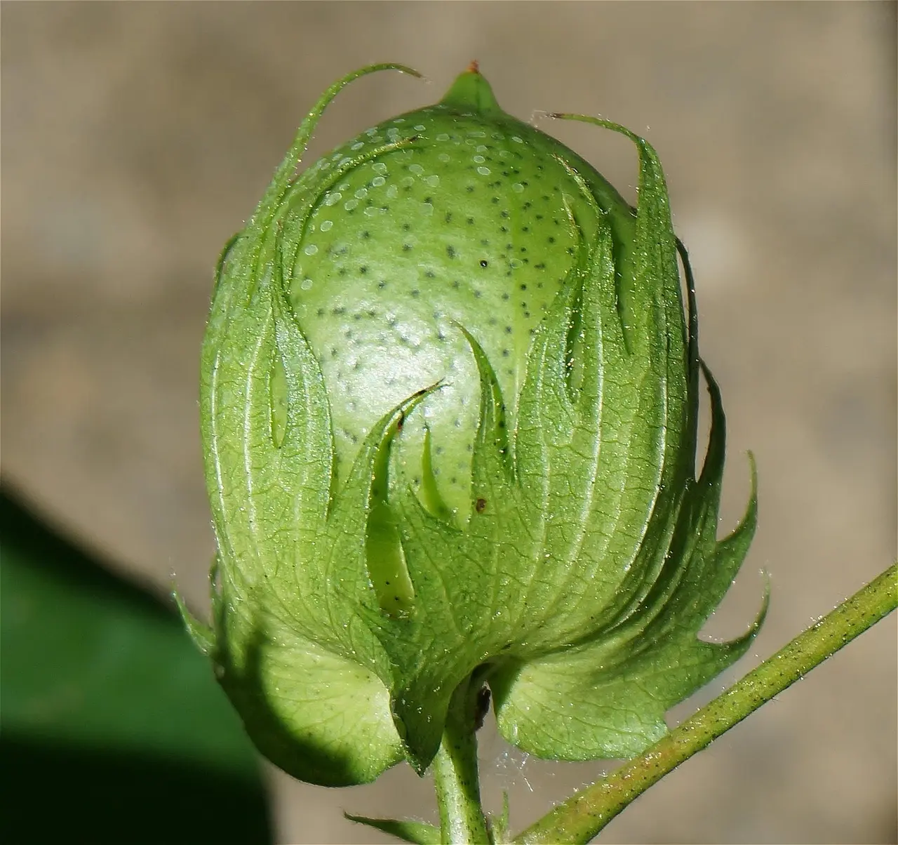 Hvordan produceres bomuld? Fra frø til T shirt   rejsen bag verdens mest brugte stof