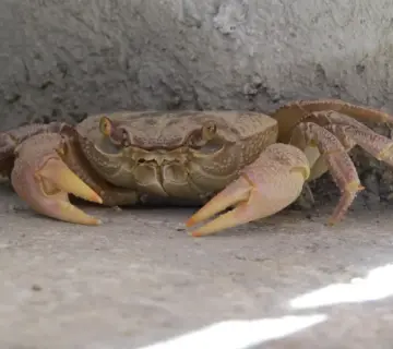 Indbygget termostatbruser: krav, vandtryk og montage