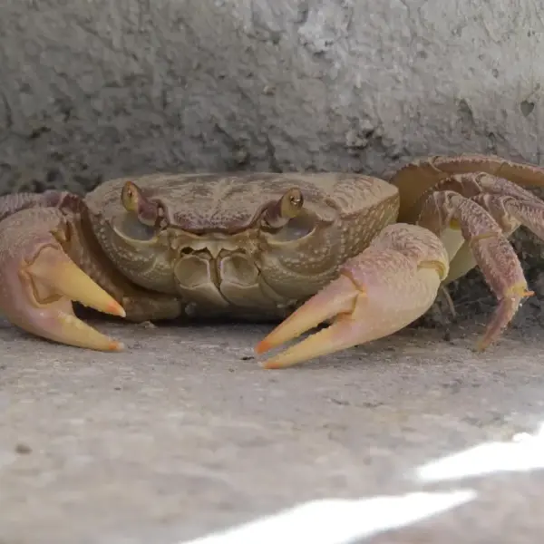 Indbygget termostatbruser: krav, vandtryk og montage