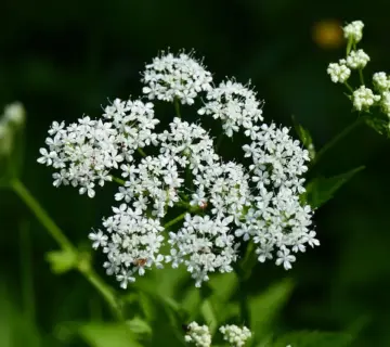 Kan bunddække mod skvalderkål trives i halvskygge?