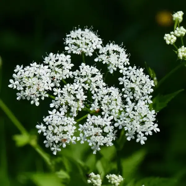 Kan bunddække mod skvalderkål trives i halvskygge?
