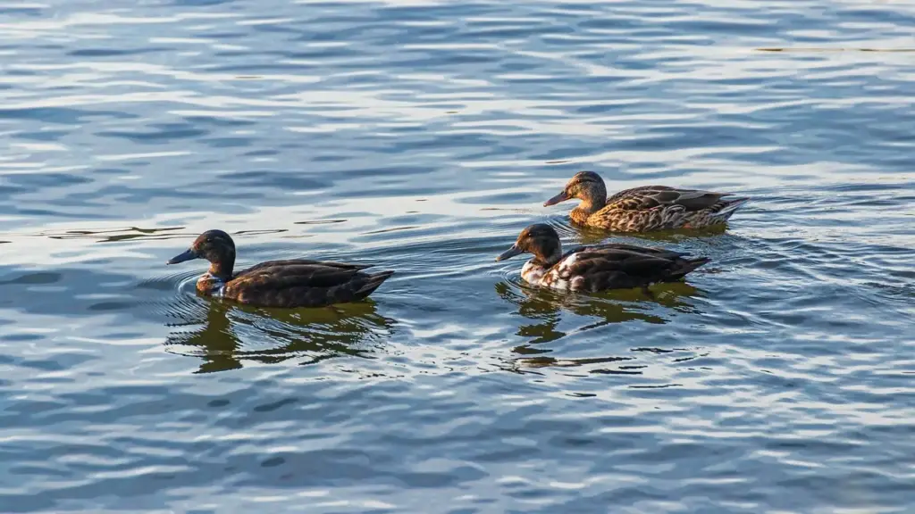 Krydsord ordliste for Majoritet