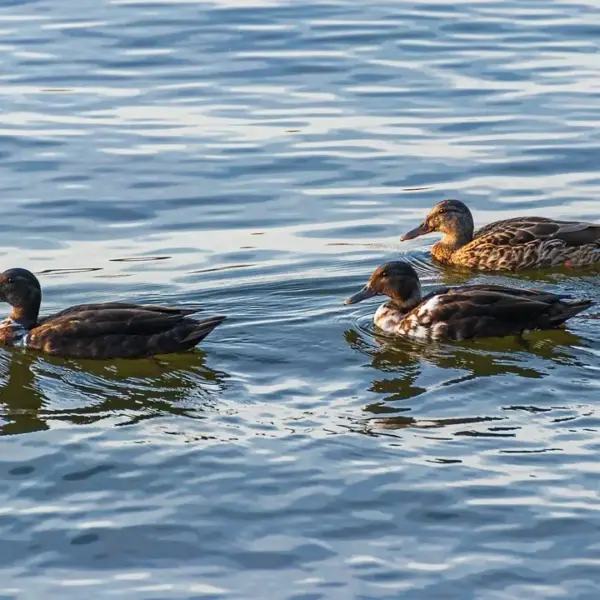 Krydsord ordliste for Majoritet