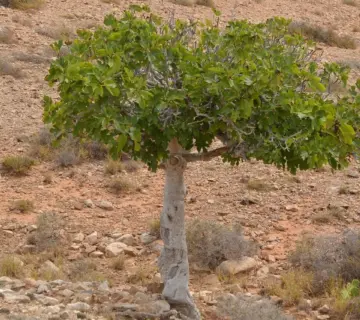 Mikroklima ved sydmur: vælg varmekrævende planter