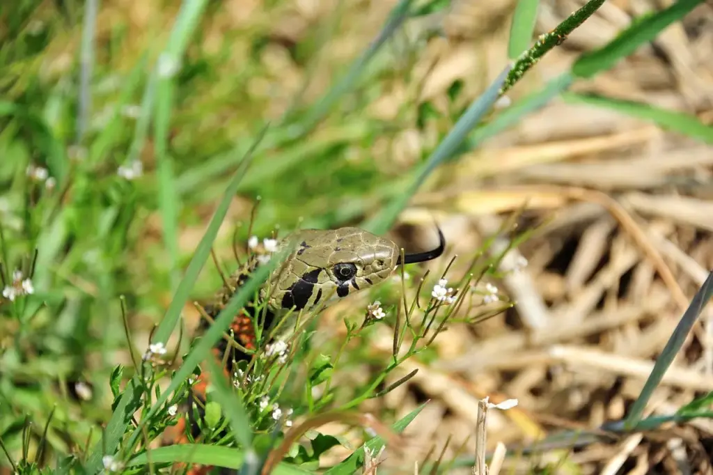 Slange Krydsord tips