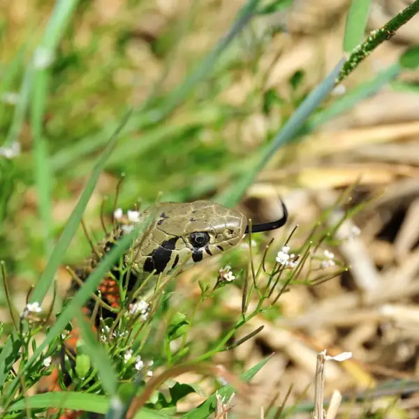 Slange Krydsord tips