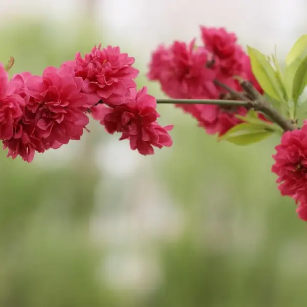 Ukendt opkald fra telefonnummer 97121344 – Blokér?